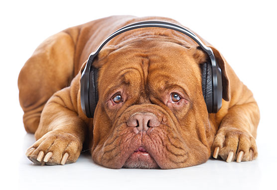 dog-wearing-headphones.jpg